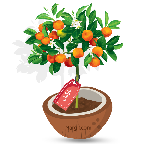 Nargil_Citrus Mitis